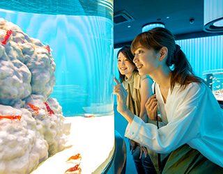 NIFREL（ニフレル）